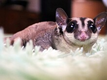 Зверек размером с ладошку: в московской квартире поселился сахарный поссум