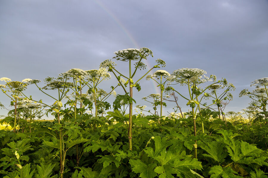 На чиновника, предупреждавшего о штрафах за борщевик, составили протокол из-за зарослей борщевика