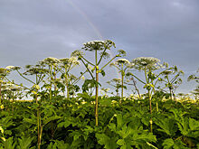 Суд наказал за борщевик чиновника, предупреждавшего о штрафах за него