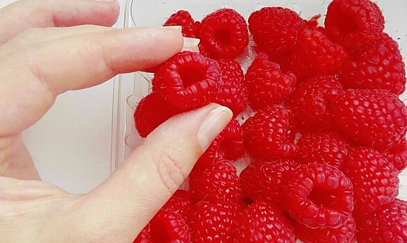 Ягодный бизнес набирает обороты в Калужской области