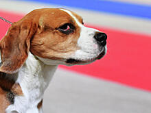 Бигль узнает, кто в доме хозяин