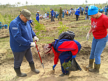 В Тольятти высадили 16 тысяч сеянцев сосны