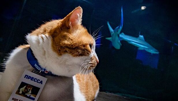 Как кот Мостик старейший аквариум России инспектировал - видео