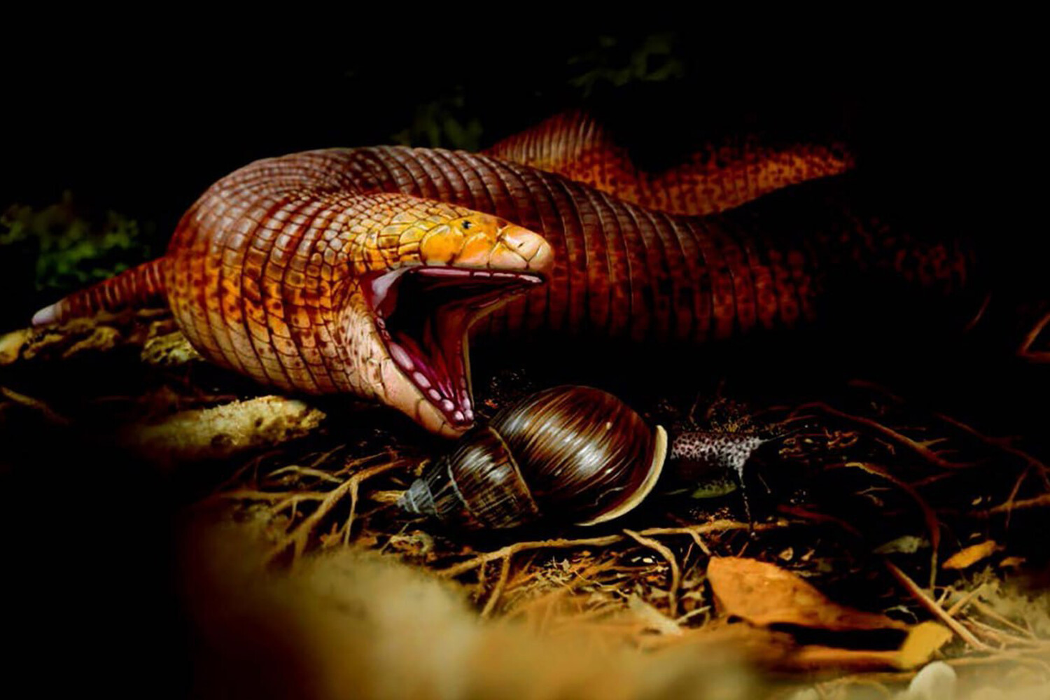 Tunisdə 50 milyon il əvvəlki reptilin nəhəng fosilləri tapılıb