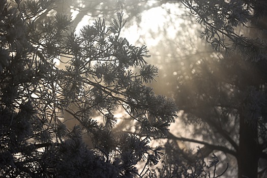 На Ставрополье восстановят 54 гектара леса