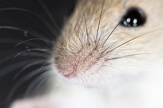Учёные нашли способ восстановить обоняние у мышей