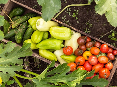 Полезная шпаргалка для огородника: готовый список устойчивых к болезням сортов овощей