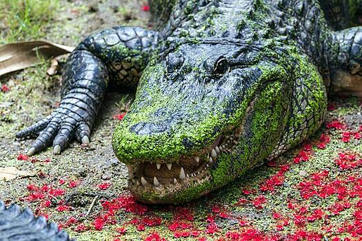 На ядерной электростанции расплодились редкие крокодилы