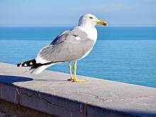 Чайка в Турции научилась мяукать у автомата с кошачьим кормом