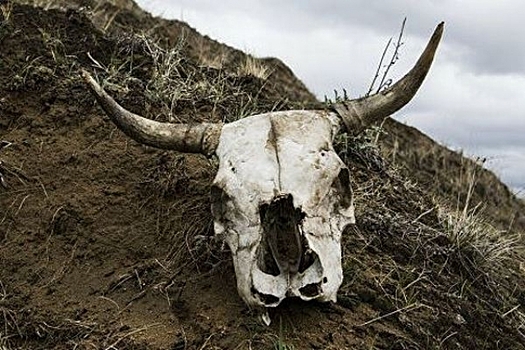 В Калужской области обнаружили бесхозный скотомогильник с сибирской язвой