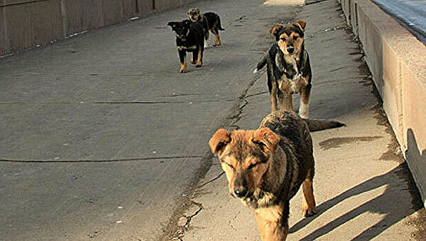 Названы способы избавить города от стай бродячих собак