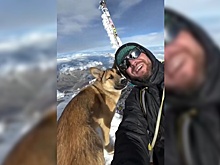 В Кабардино-Балкарии бездомная собака совершила восхождение на Эльбрус