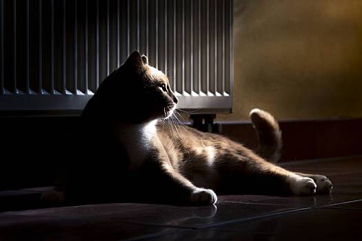 Домашние кошки нашли в доме тайную комнату с жуткими предметами