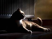 Домашние кошки нашли в доме тайную комнату с жуткими предметами