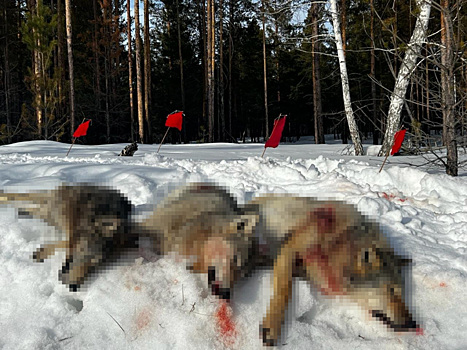 Курганские охотники отстреляли трех волков