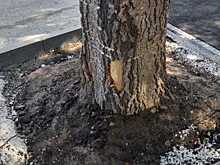 В Воронеже повысят штрафы за порчу деревьев