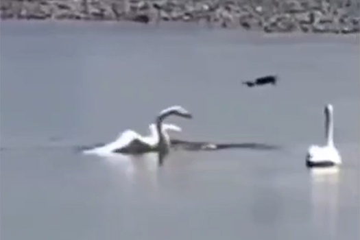 Лебедь сбил дрон ВСУ в Одесской области, это сняли на видео