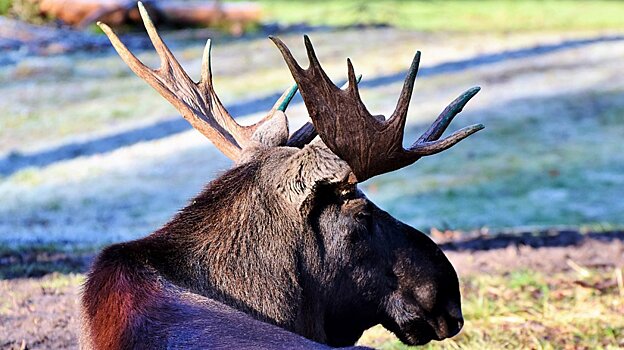 В Городищенском районе машинист сбил лося