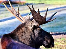 В Городищенском районе машинист сбил лося