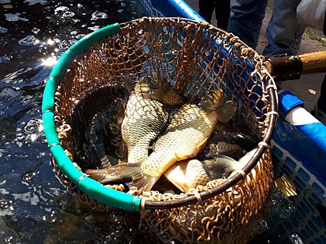 Рыбхоз «Пихтовка» в Удмуртии завершил рабочий сезон