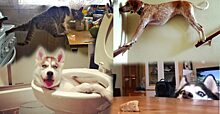 Скрытая камера: 12 смешных фото животных, которые остались одни дома