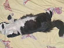 Читинские ветеринары по видеосвязи спасли раненного в зоне СВО кота