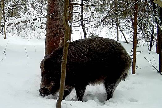 Необычного кабана заметили в российском лесу