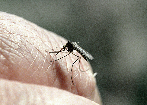 Москвичей предупредили об опасности комариных укусов