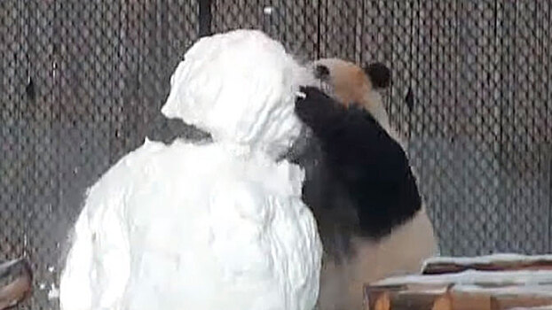 Панды избили снеговика в Канаде