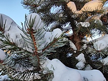 Курянам напомнили об ответственности за незаконную вырубку елей перед праздниками