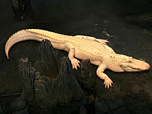 От рака печени умер знаменитый аллигатор-альбинос Клод