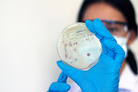 В Шотландии нашли древнейший гриб возрастом 407 миллионов лет