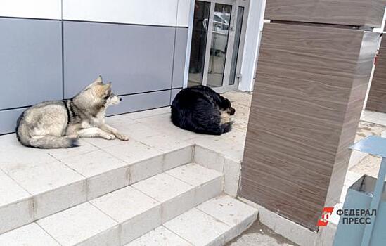 В Новосибирске чиновники проигнорировали нападение бродячего пса на ребенка