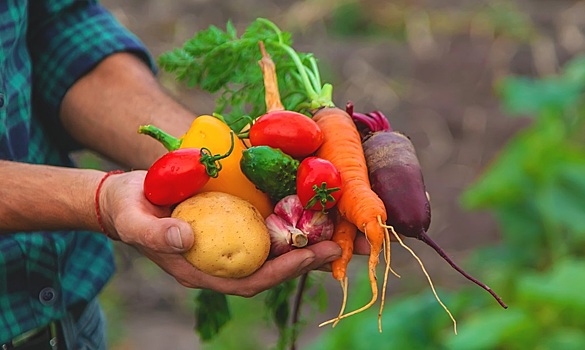 Ученые придумали активатор роста овощей