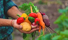 Ученые придумали активатор роста овощей