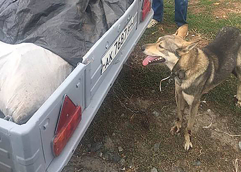 В Вольске водитель гонял по городу с прикованной к машине собакой