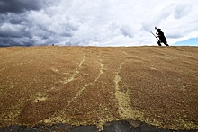 В Кремле проанализируют публикации о планах ЕС ввести пошлины на зерно из РФ