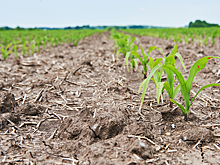 «АльфаСтрахование» компенсировала аграрию потерю урожая