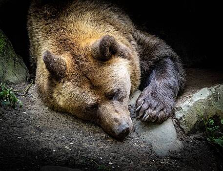 Медведи челябинского зоопарка уснули