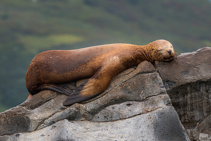 Морской лев сладко спит на одной из скал мыса Кекурный. Тихий океан