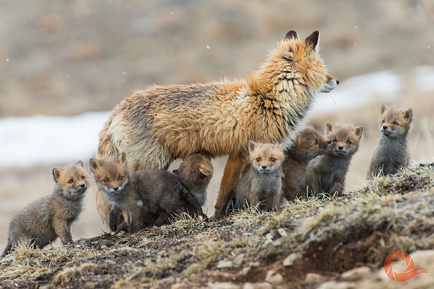 В пятницу, 22 января, в московском ЦДХ на Крымском валу открылся III Общероссийский фестиваль «Первозданная Россия». Это одно из крупнейших в стране мероприятий, объединяющее фотографов, снимающих дикую природу. Самые интересные работы, посвященные животным — в нашей фотогалерее.