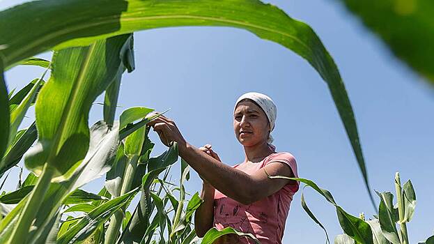 ФАС назвала условия сделки по покупке Monsanto
