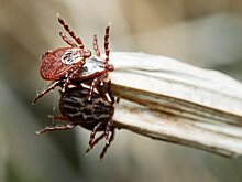 Не нервируйте себя и клеща: врач ВСК составила инструкцию на случай укуса насекомого
