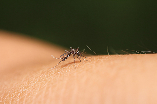 Зачем комары пьют кровь человека