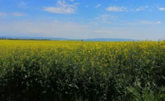 На Ставрополье собран лучший за 30 лет урожай рапса
