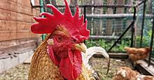 Производство кормов для кур из их же помета: новости интенсивного птицеводства