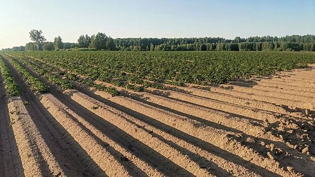 Россельхозцентр назвал перспективные культуры для локального семеноводства в Нечерноземье