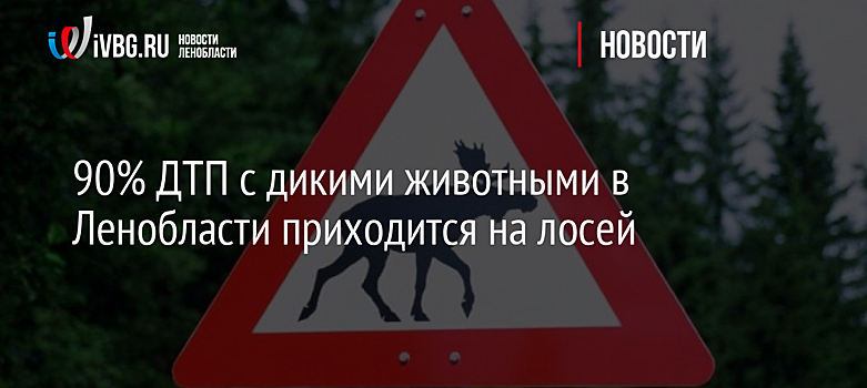 90% ДТП с дикими животными в Ленобласти приходится на лосей