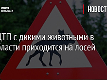 90% ДТП с дикими животными в Ленобласти приходится на лосей