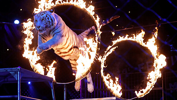 В Словакии планируют запретить дрессировку и выступление животных в цирках